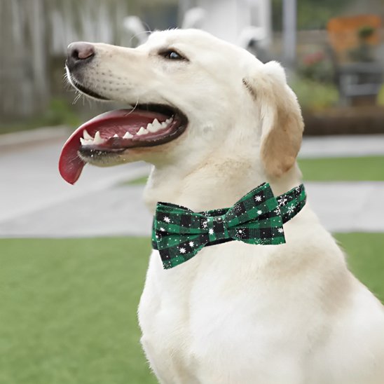 Collier pour chien Noël / Balade Sécurisée