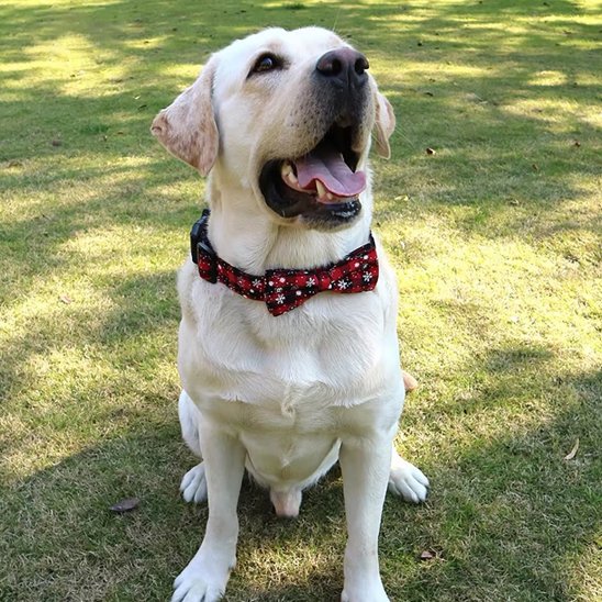 Collier pour chien Noël / Balade Sécurisée