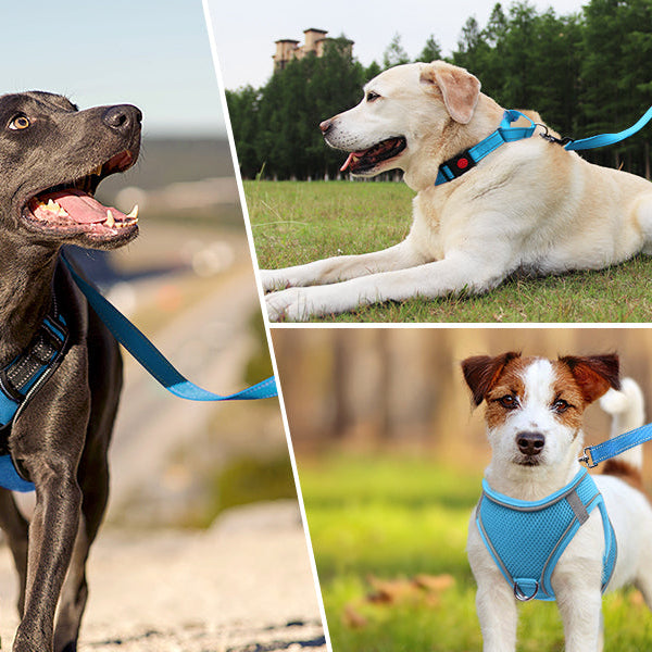 promenade chiens avec laisse pour chiens bleu