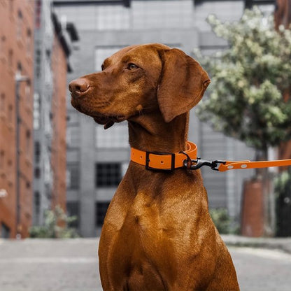 Chien assis avec laisse pour chiens orange