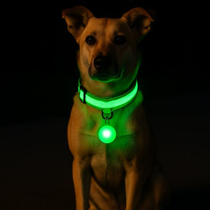 Chien assis portant-un collier lumineux pour chien