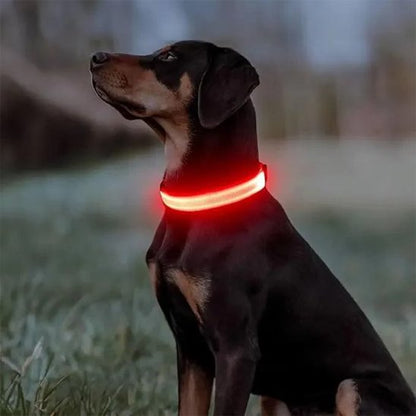 Chien assis qui porte un collier lumineux pour chien