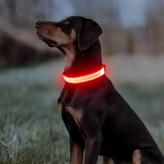 Chien assis qui porte un collier lumineux pour chien