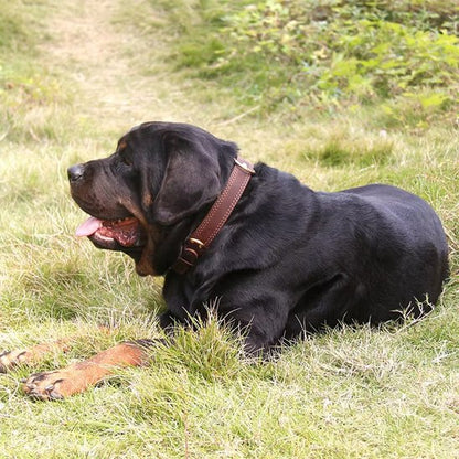 Chien avec collier pour chiens cuir