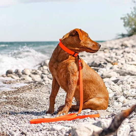 Chien en bord de mer et avec laisse pour chiens orange