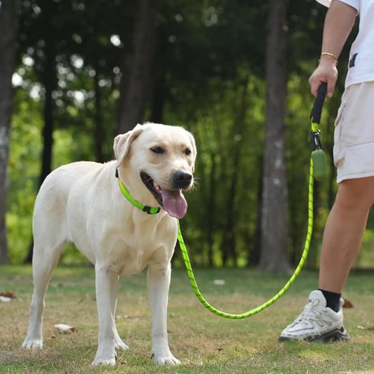  Chien en promenade avec laisse pour chiens jaune
