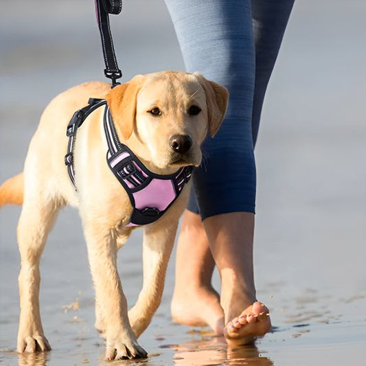Chien en promenade en harnais pour chien rose