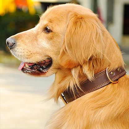 Chien golden retriever avec collier pour chiens cuir marron