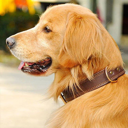 Chien golden retriever avec collier pour chiens cuir marron
