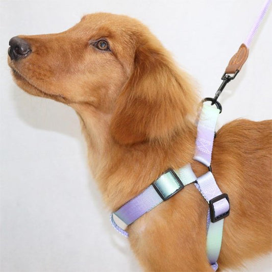 Chien golden retriever couleur fauve avec harnais chien