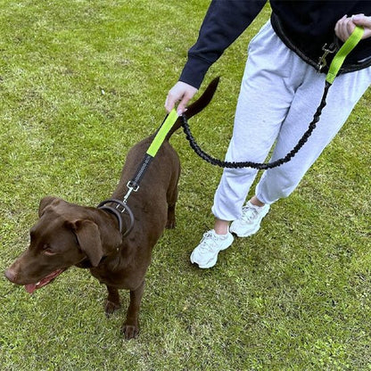 Chien marron tenu en laisse mains libres pour chien vert