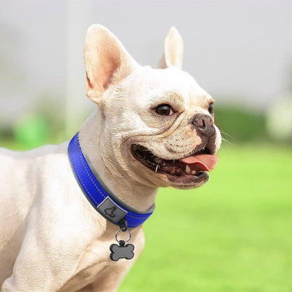 Chien-portant-un-collier-pour-chien-bleu