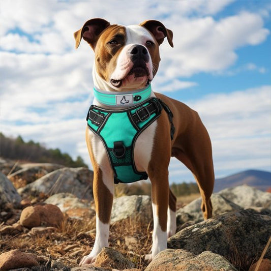 Chien portant un collier pour chien vert