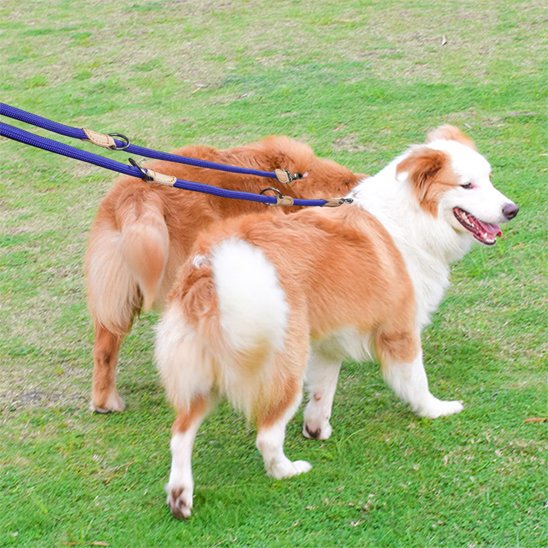 Deux chiens attachés avec une laisse double pour chien bleu