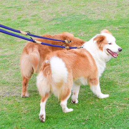 Deux chiens attachés avec une laisse double pour chien bleu