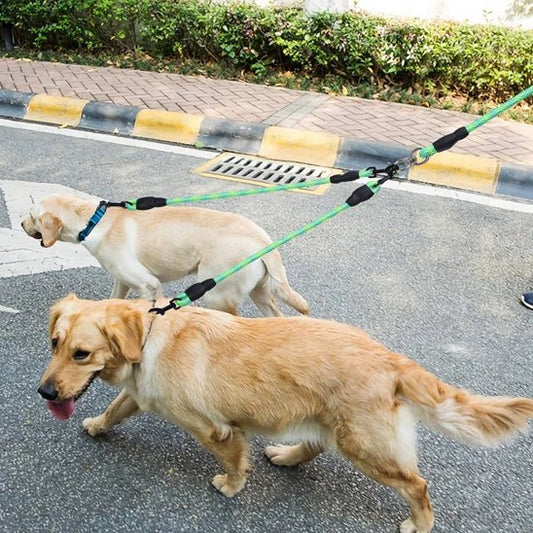 Golden retriever avec laisse double pour chien verte