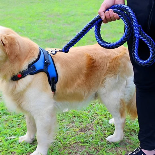 Laisse pour chiens Nylon bleu-noir