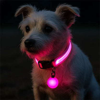 Petit chien blanc assis portant un collier lumineux pour chien