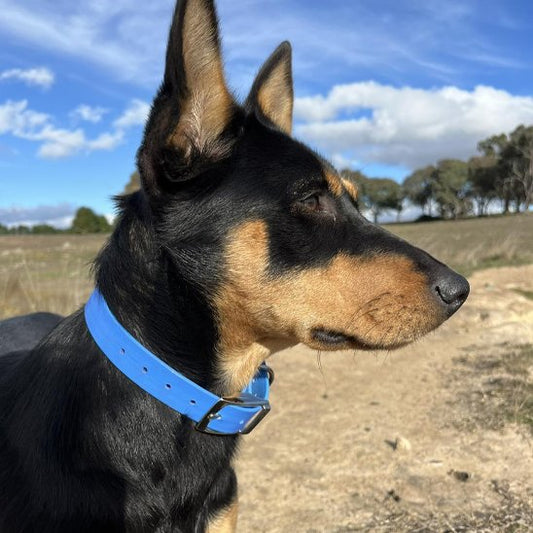 chien potant un collier pour chiens bleu