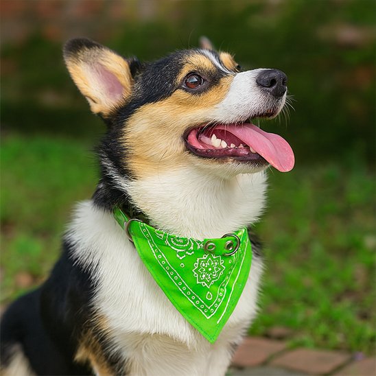 collier chien bandana vert