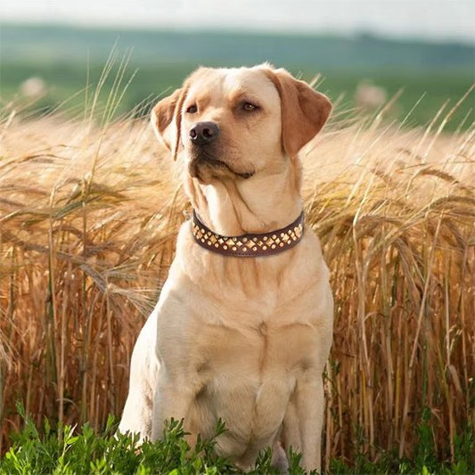 Collier chien