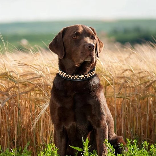 Collier chien