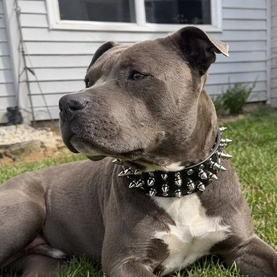 Collier Chien