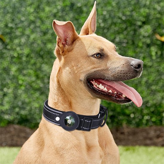 Collier GPS chien