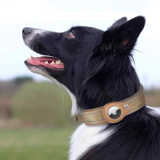 Collier GPS chien