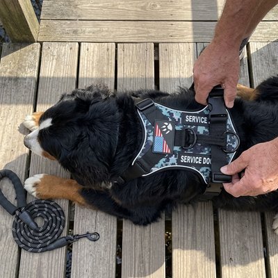 Harnais chien 