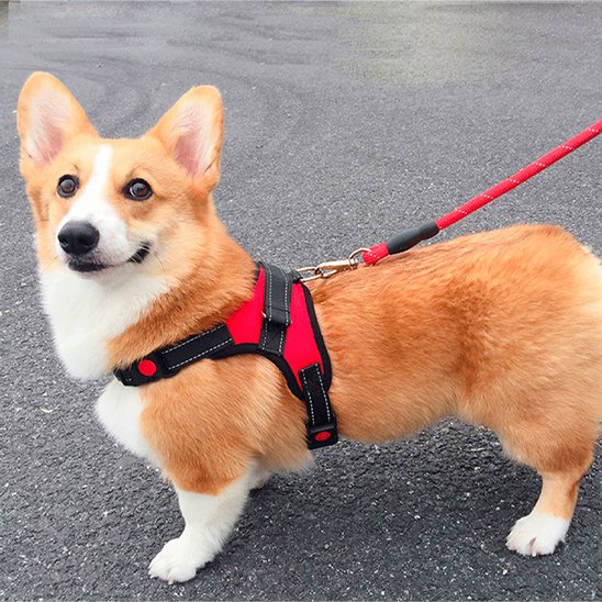 Harnais pour chien