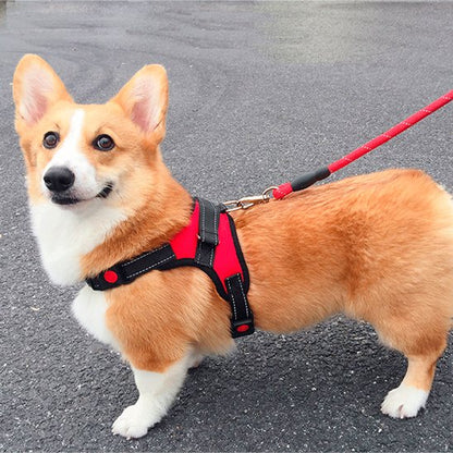 Harnais pour chien