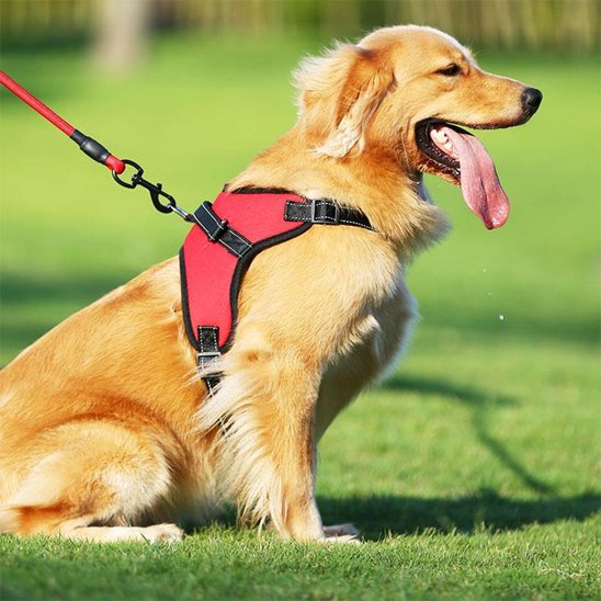 Harnais pour chien