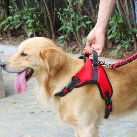 Harnais pour chien