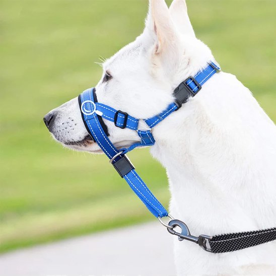 Muselière chien​