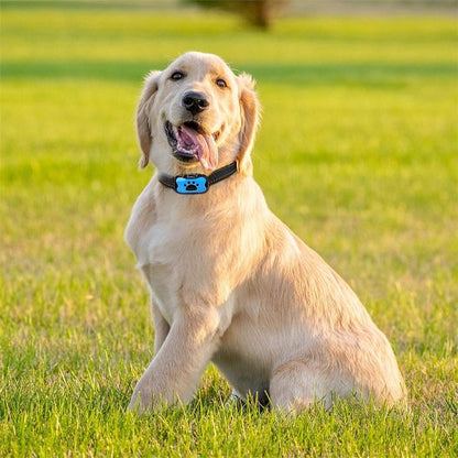 Collier de dressage pour Chien | Vibrasonic