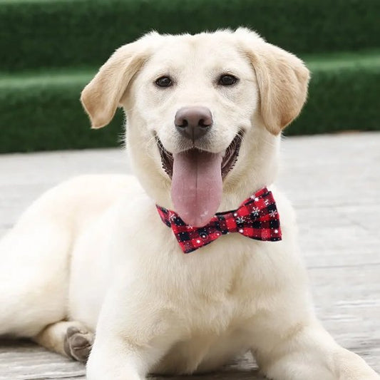 Collier pour chien Noël / Balade Sécurisée